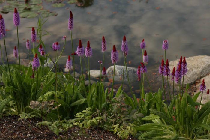 Primula vialii deals