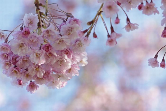 Weeping Cherry Flower