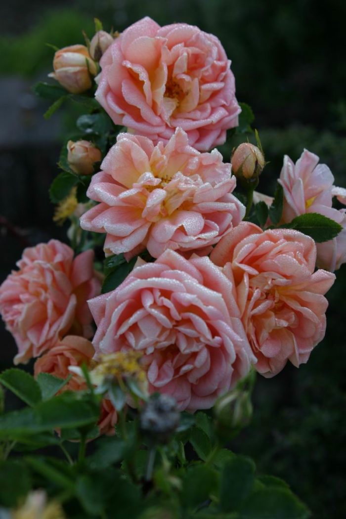 Soleil d' Or' rose - FineGardening