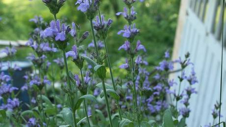 Sage in bloom - Fine Gardening