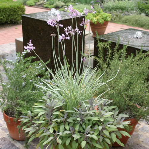 Herbs in containers - Fine Gardening