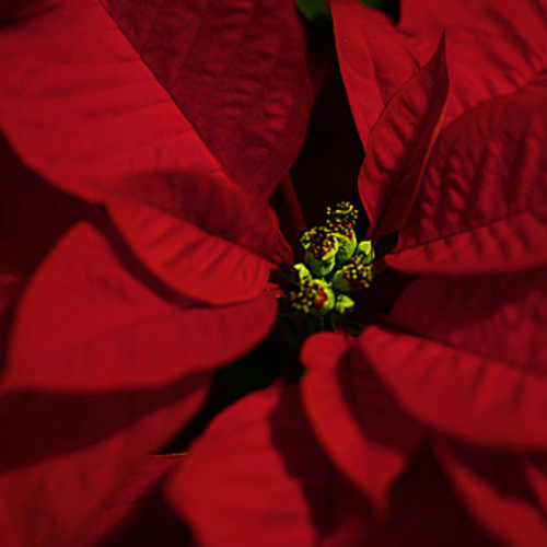 Can Dogs Eat Poinsettia Leaves