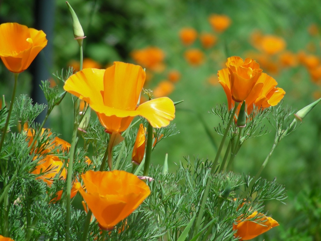 California Poppy Seeds For Sale - Transform Your Garden into Paradise –  Gardeners Basics