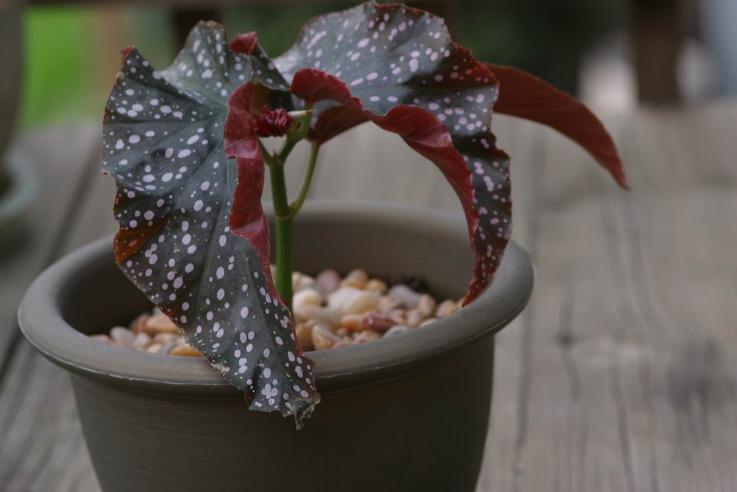 Begonia store cracklin rosie