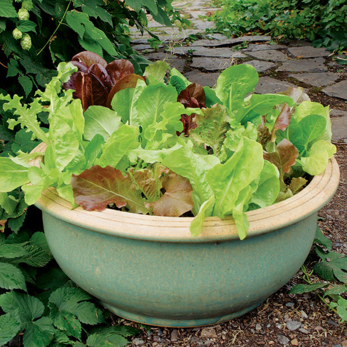 growing veggies in containers