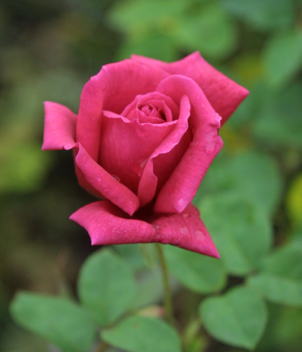 Dark Red Rose Photo, Red Rose Photograph, Rose Fine Art Print, Deep Red  Rose Print, Red Garden Rose, Rose Photograph, Macro Flower Print 