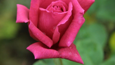 June - Rose - Fine Gardening