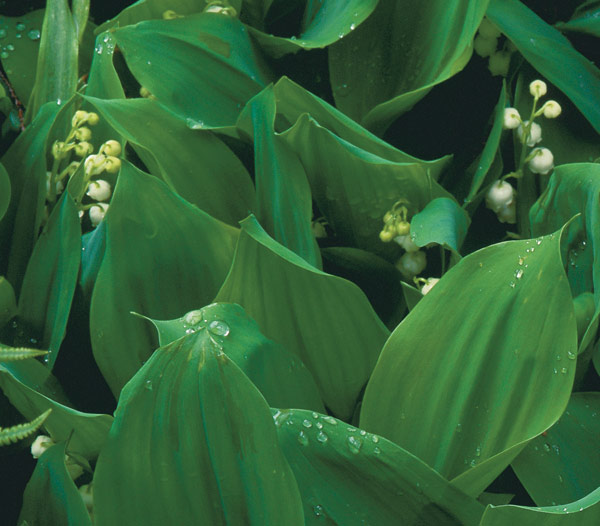 Convallaria majalis or Lily of the valley and how it is grown - Gardens  Illustrated