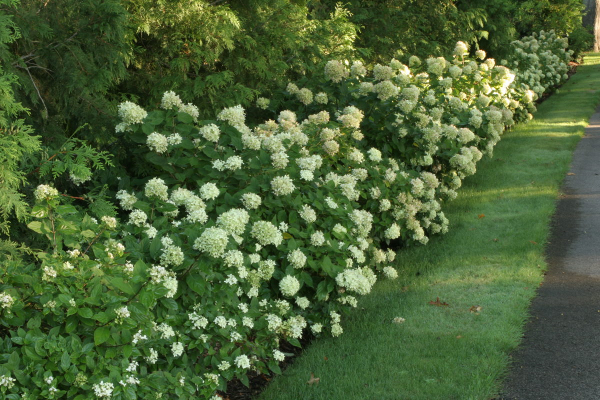 Episode 17: Dwarf Shrubs with Big Impact - Fine Gardening