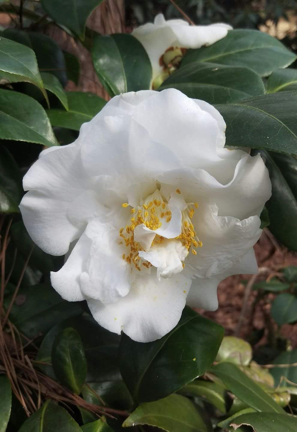 Camellia sasanqua 'Slim 'n Trim