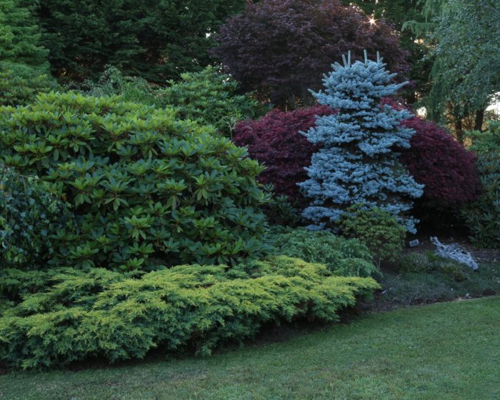 Frosted Juniper Shrub