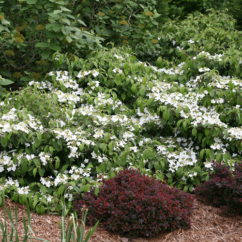 The Wabi-Sabi® Dwarf Doublefile Viburnum? I've Got Room for That