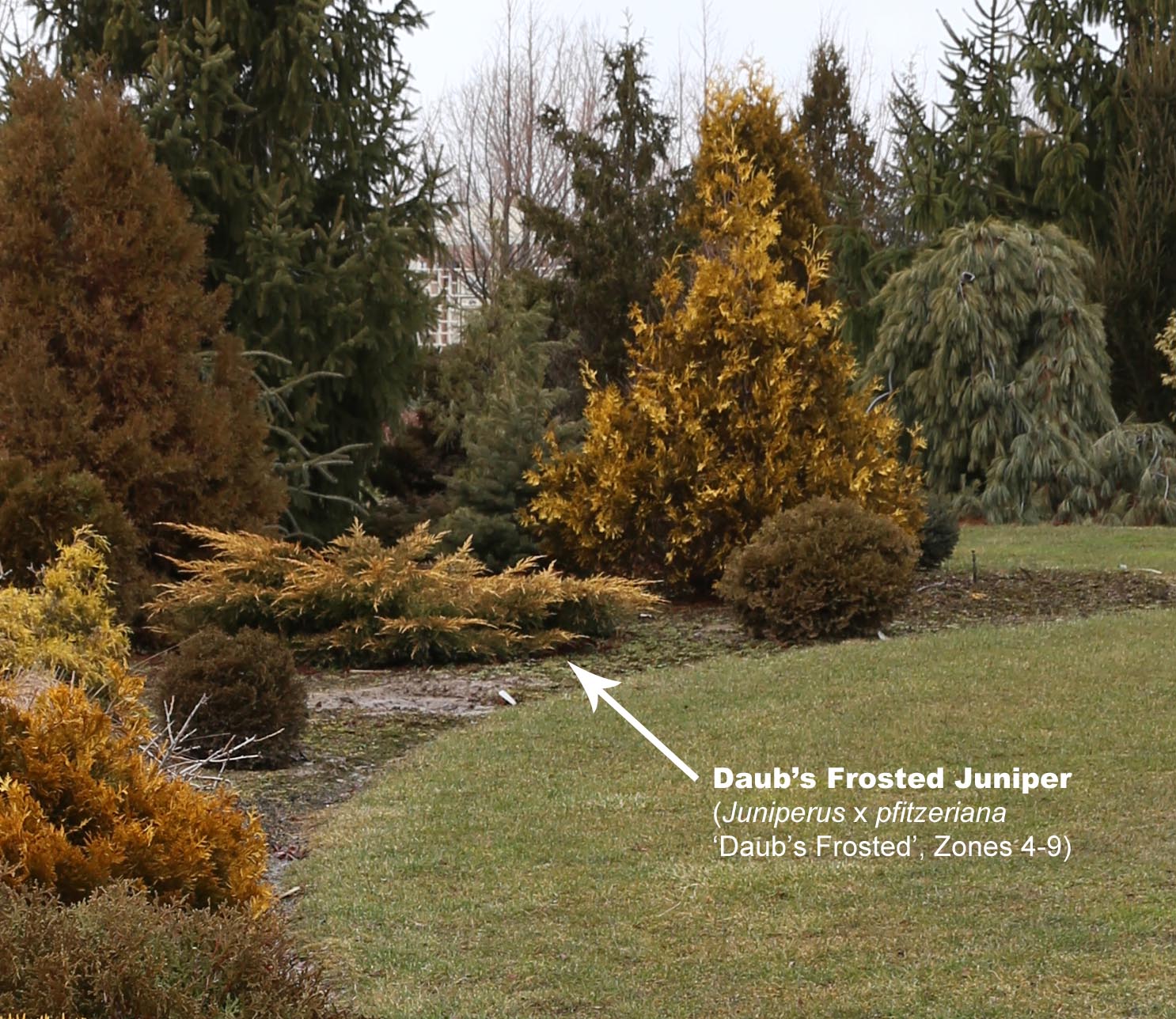 Add YearRound Color with 'Daub's Frosted' Juniper Shrub Fine Gardening