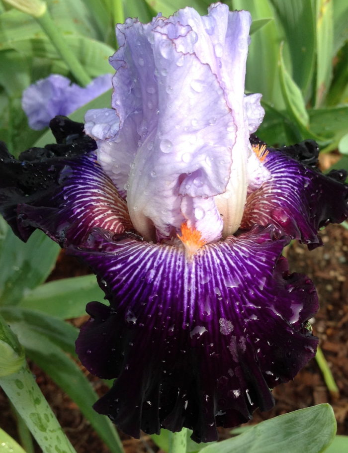 Purple Bearded Iris