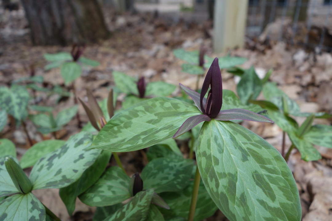 The Importance of Native Wildflowers – Each Green Corner