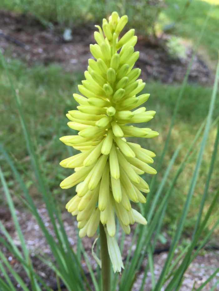 Lemon Popsicle kniphofia