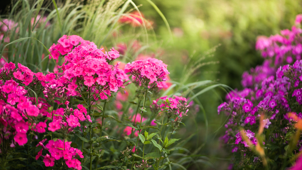 Mother's Day Gift Ideas for Garden Mom｜The Next Gardener – Thenextgardener