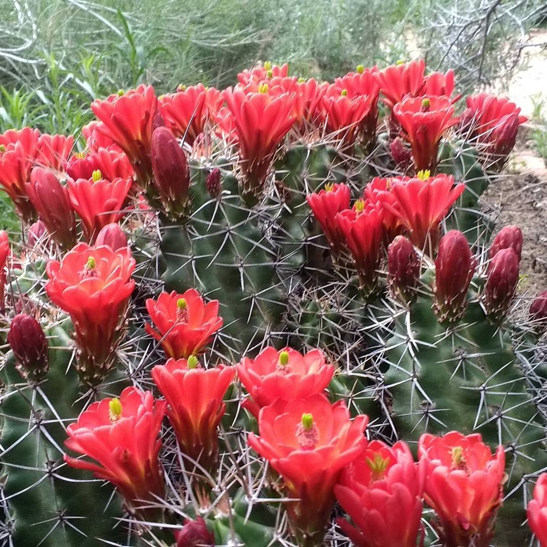 Here's How to Start a Cactus Garden and Care for It