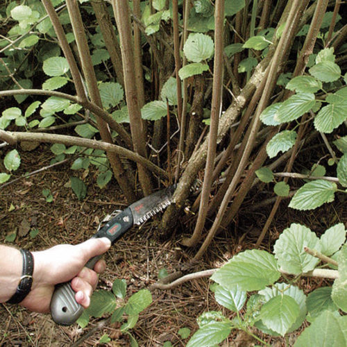 Using a pruning saw on green wood.