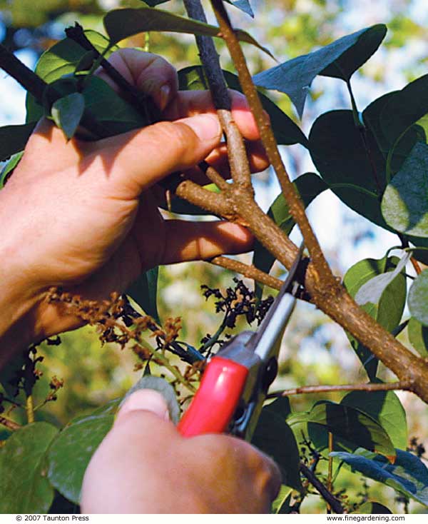 Essential Tools for Pruning - FineGardening