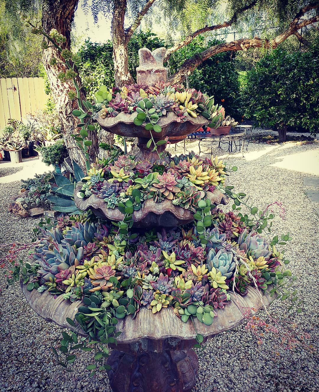 Garden Design With Succulents