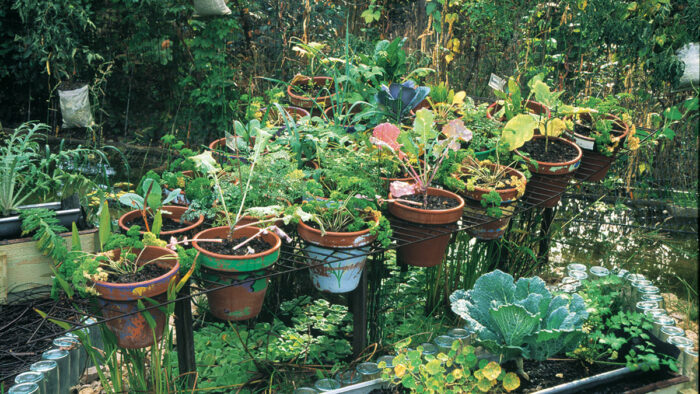 edible plants growing in terra cotta pots