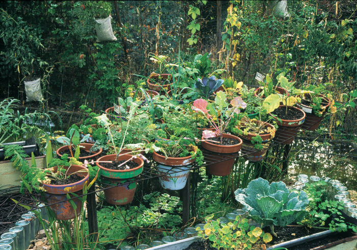 terra cotta planters recycled for kitchen garden