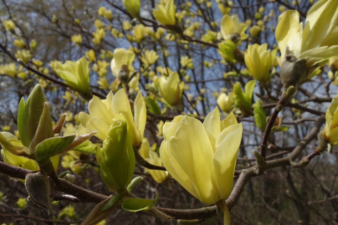 Gold Flowers