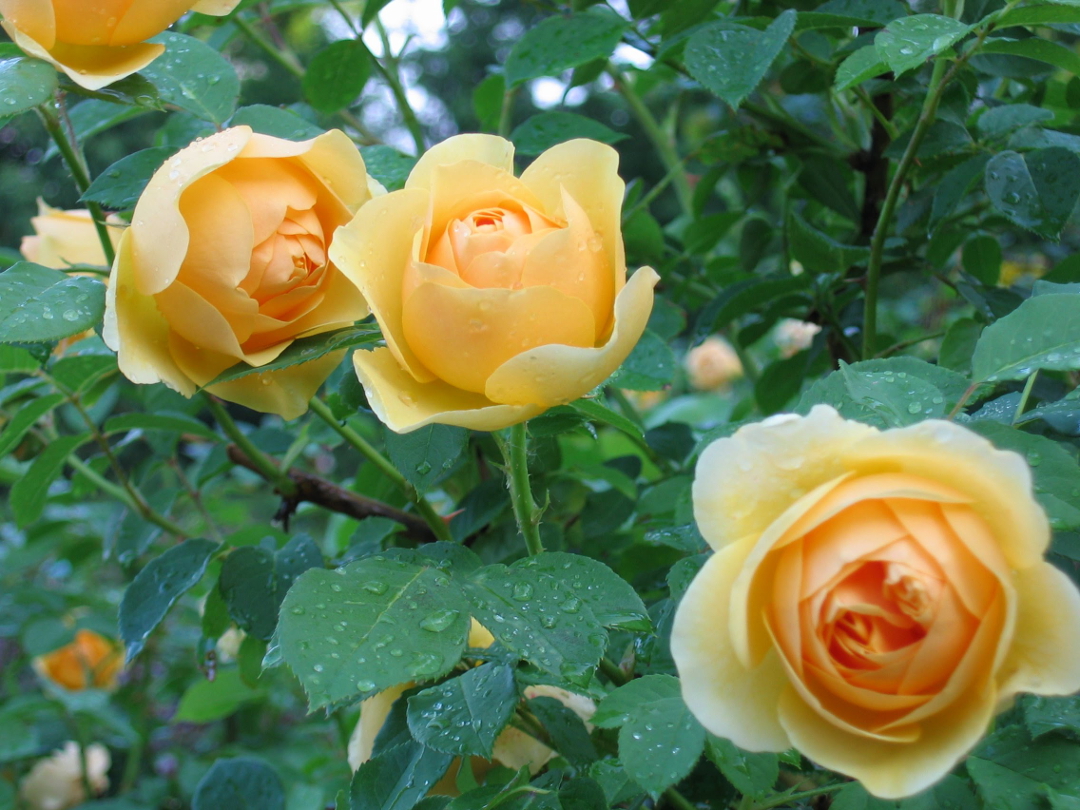 Gorgeous Gold and Yellow Flowers