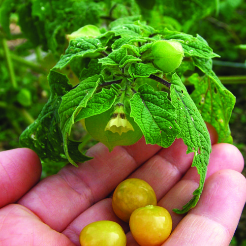 ‘Aunt Molly’s’ ground cherry