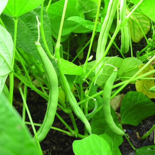 Best Vegetables for the Southern Plains U.S. - Fine Gardening