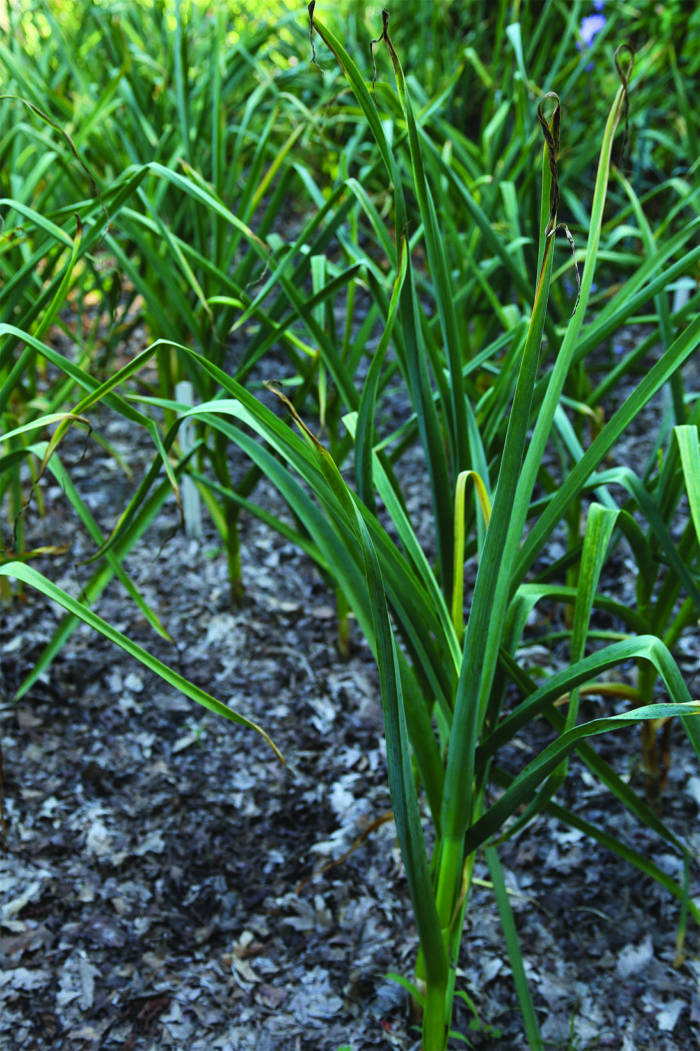 ‘German Extra Hardy’ garlic