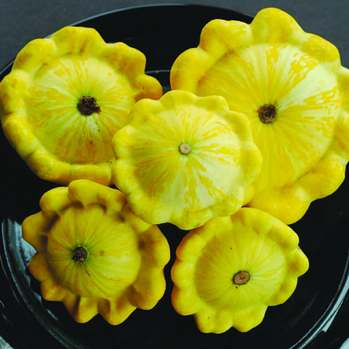 ‘Golden Bush’ patty pan squash are good vegetables for the southeast