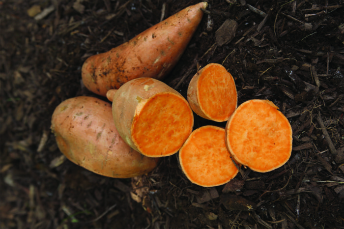 ‘Georgia Jet’ sweet potato