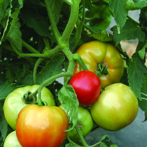 ‘Mountain Fresh’ tomato