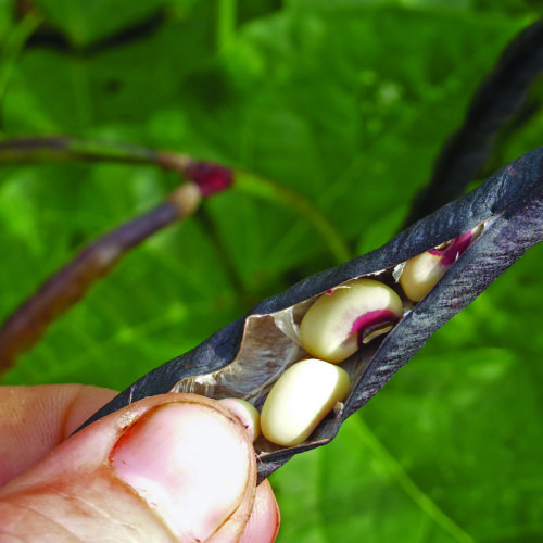 ‘Pinkeye Purple Hull’ southern pea is a good vegetables for the southeast