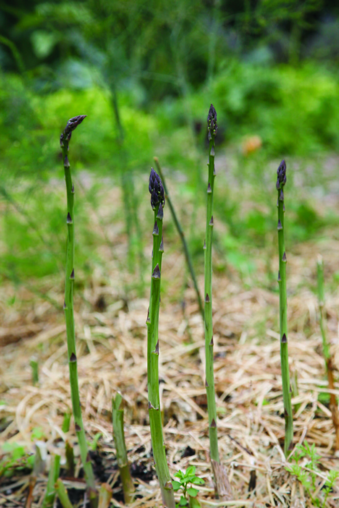 ‘Jersey Giant’ asparagus