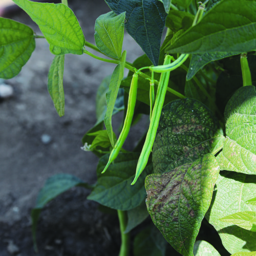 ‘Savannah’ bean is a good vegetables for the northeast