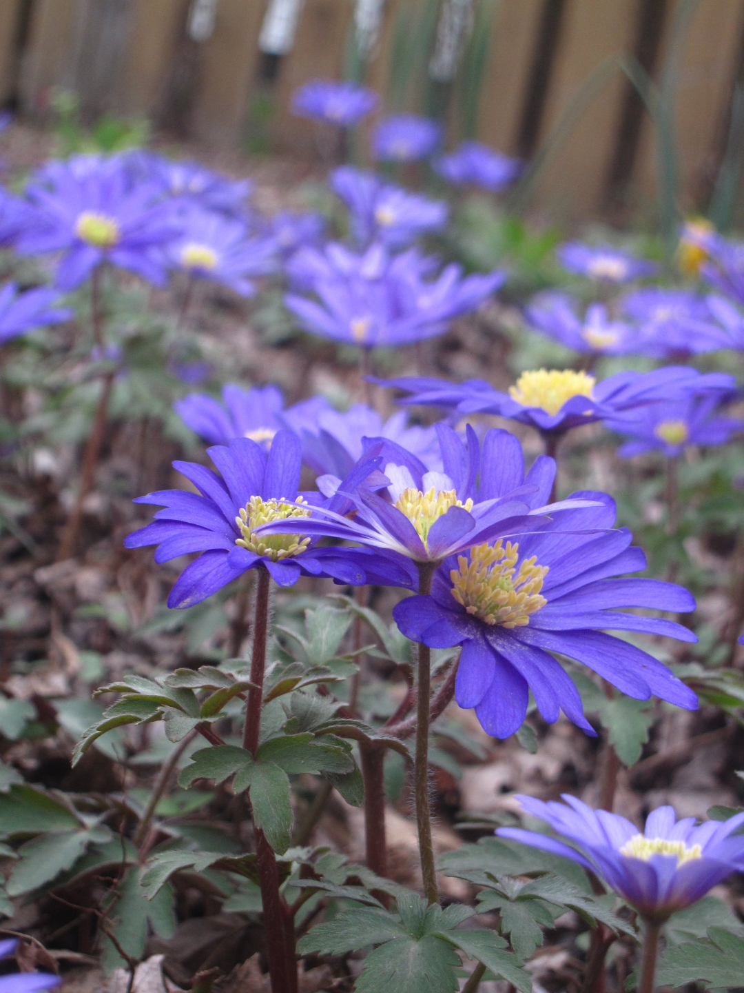 blue spring flowers