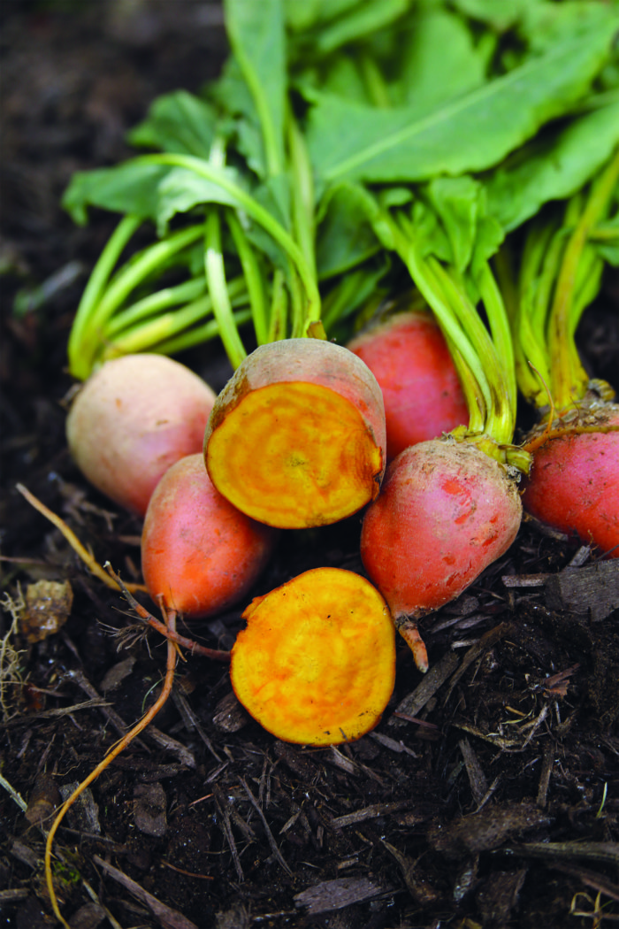 ‘Burpee’s Golden’ beets