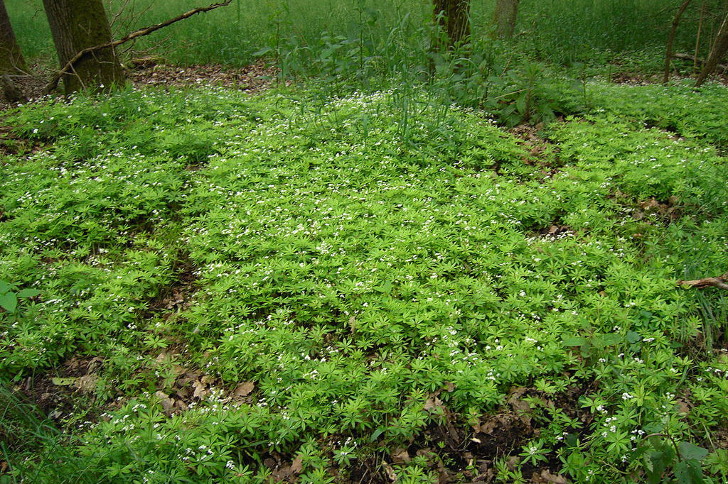 File:Dark green seamless vegetation leaves foliage dense bush shrub texture.jpg  - Wikimedia Commons