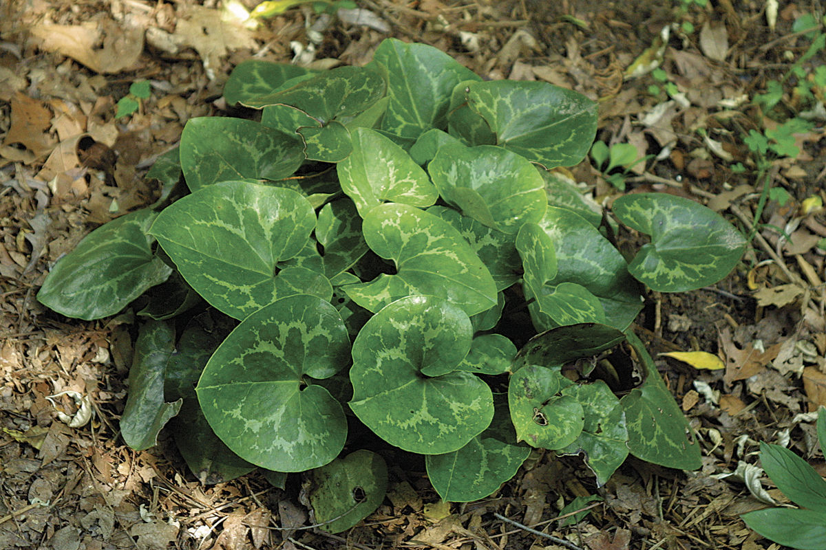 Ground Cover Plants Shade