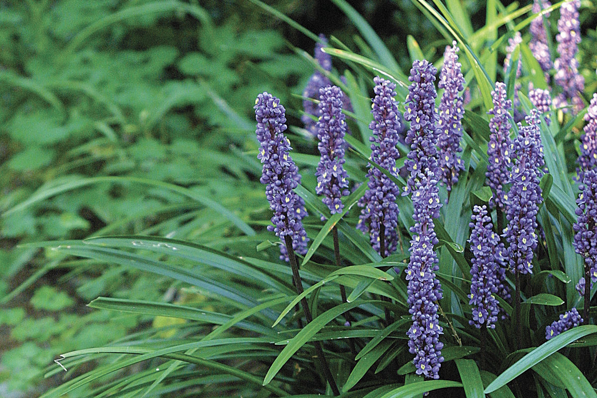 10 Ground Covers for Shade - FineGardening