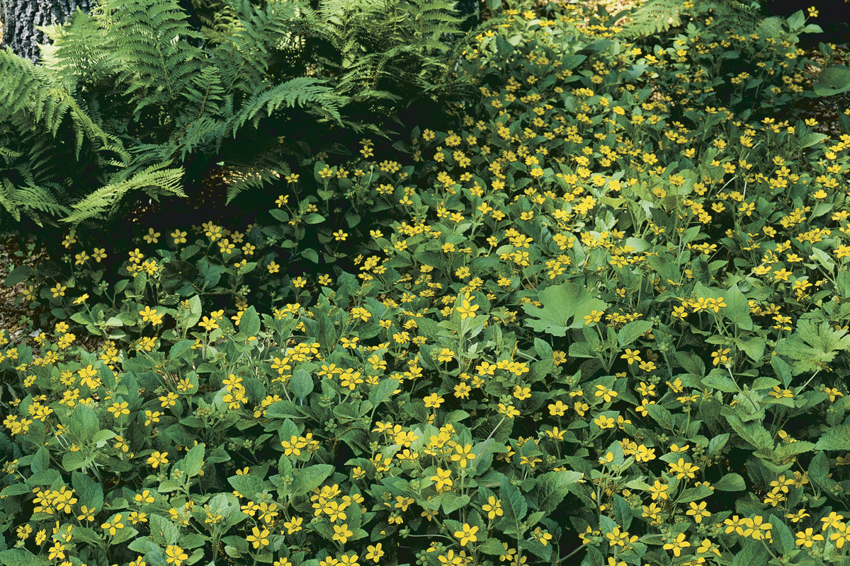 27 Better Ground Covers for Shade to Replace Problematic Plants -  FineGardening