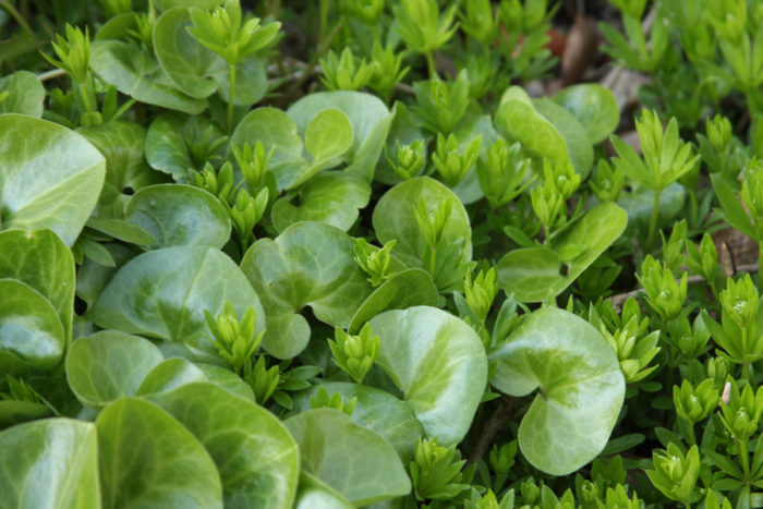 ground cover for shade