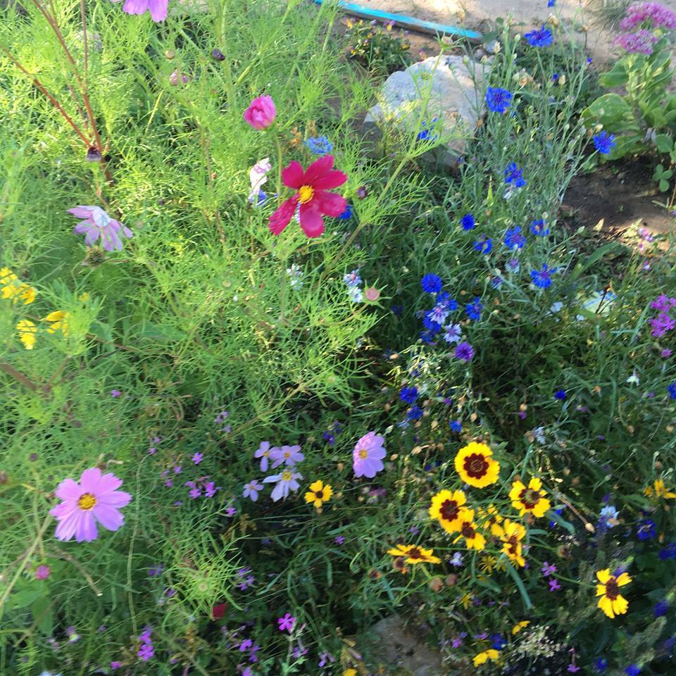 When to Plant Wildflower Seeds — Meadowlark Journal