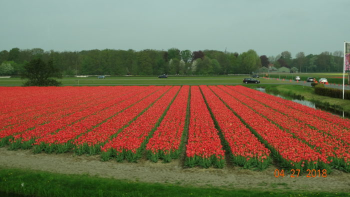 Dutch Tulip Extravaganza - Fine Gardening