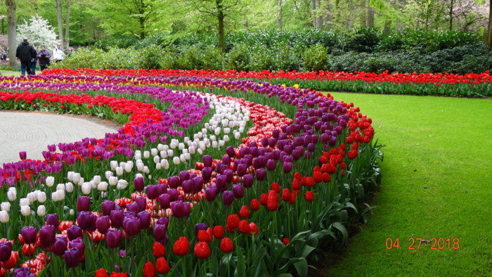 Fringed Tulip, Tulipa 'FANCY FRILLS', at the Keukenhof Gardens in South  Holland, The Netherlands Stock Photo - Alamy