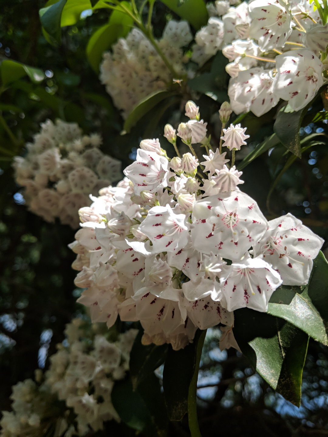 Mountain laurel 