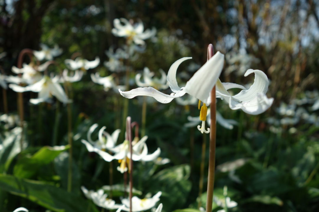 Erythronium ‘White Beauty’